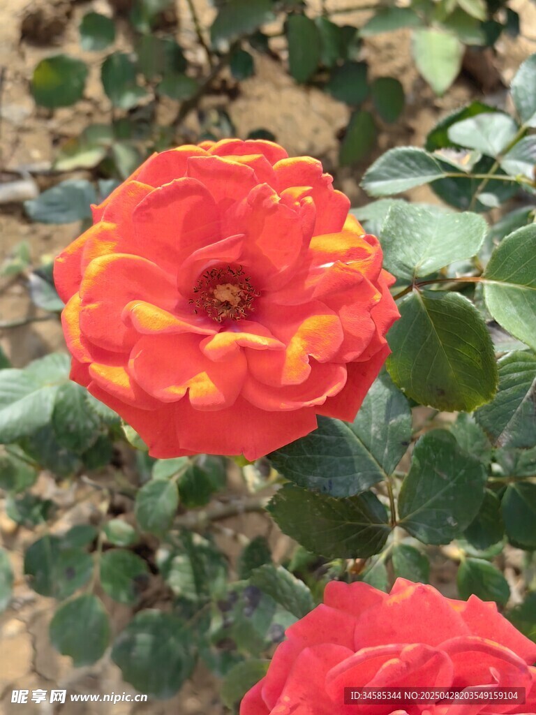 艳丽双色月季花绽放