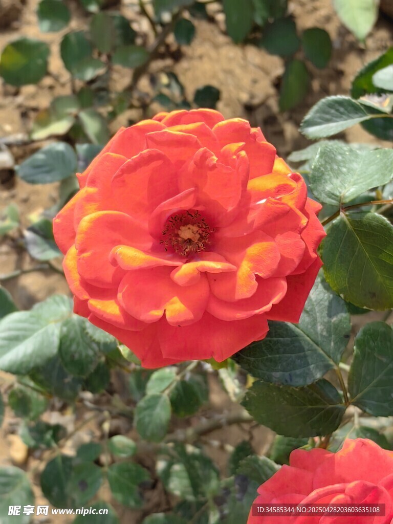 艳丽双色花朵绽放