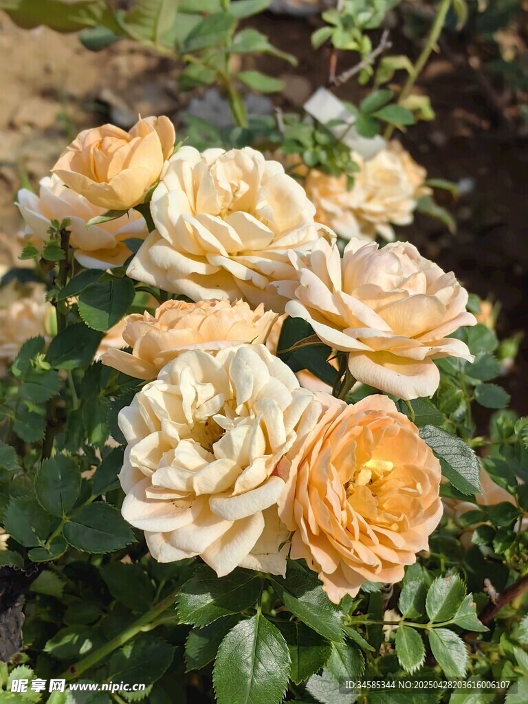 盛开的淡黄色月季花