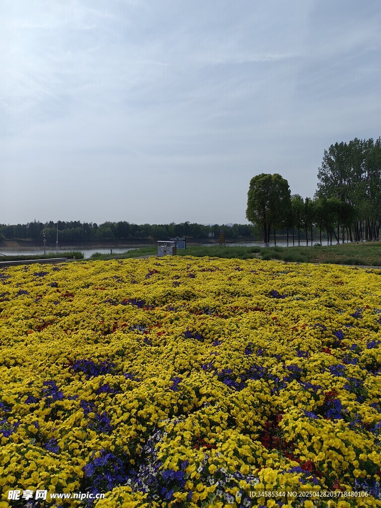 金黄花海美景