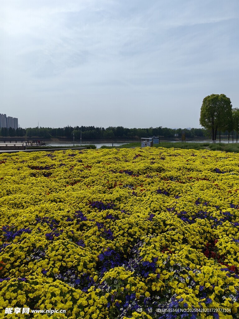 金黄花海美景