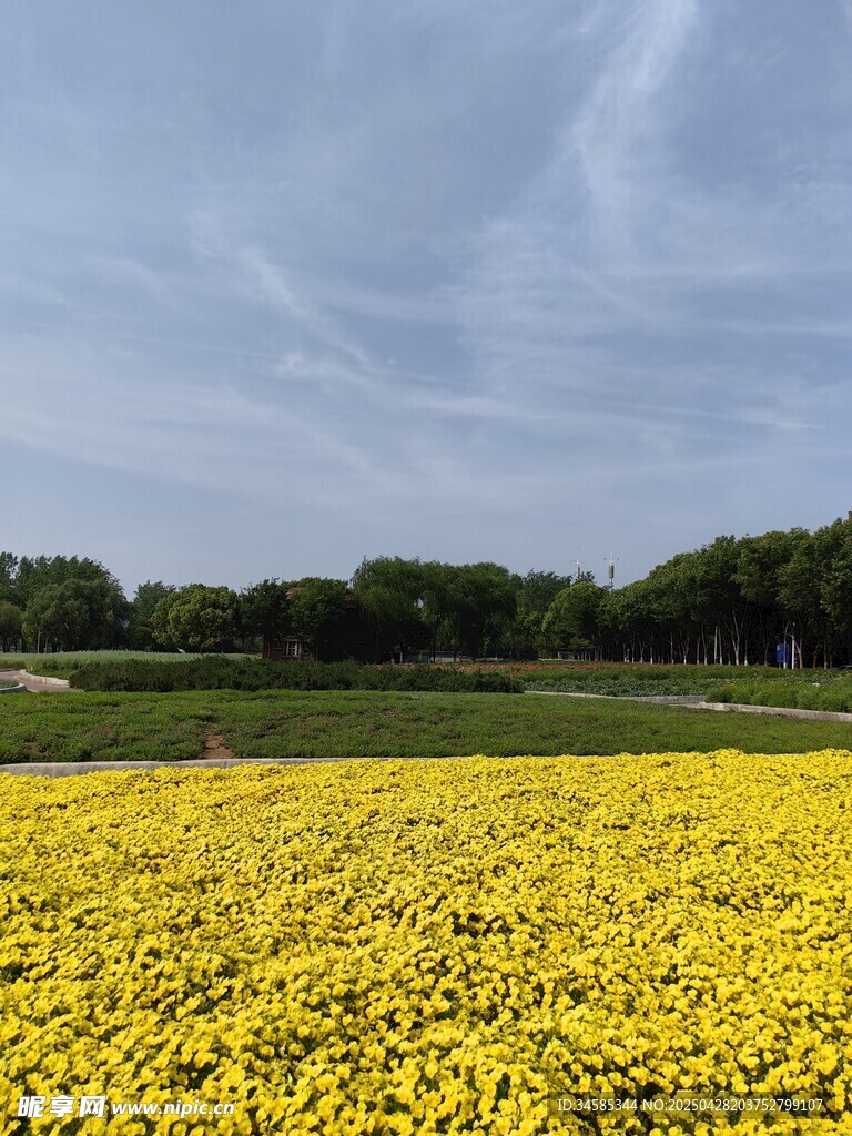 金黄花海美景