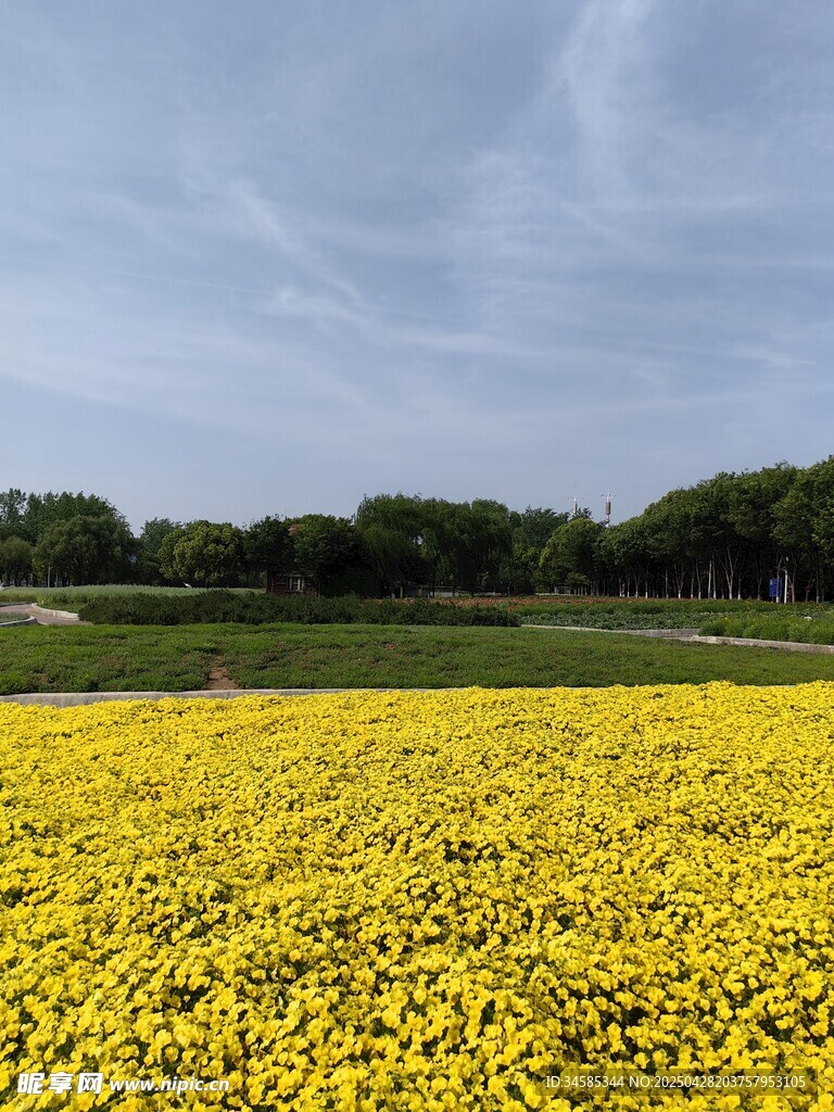 金黄花海美景
