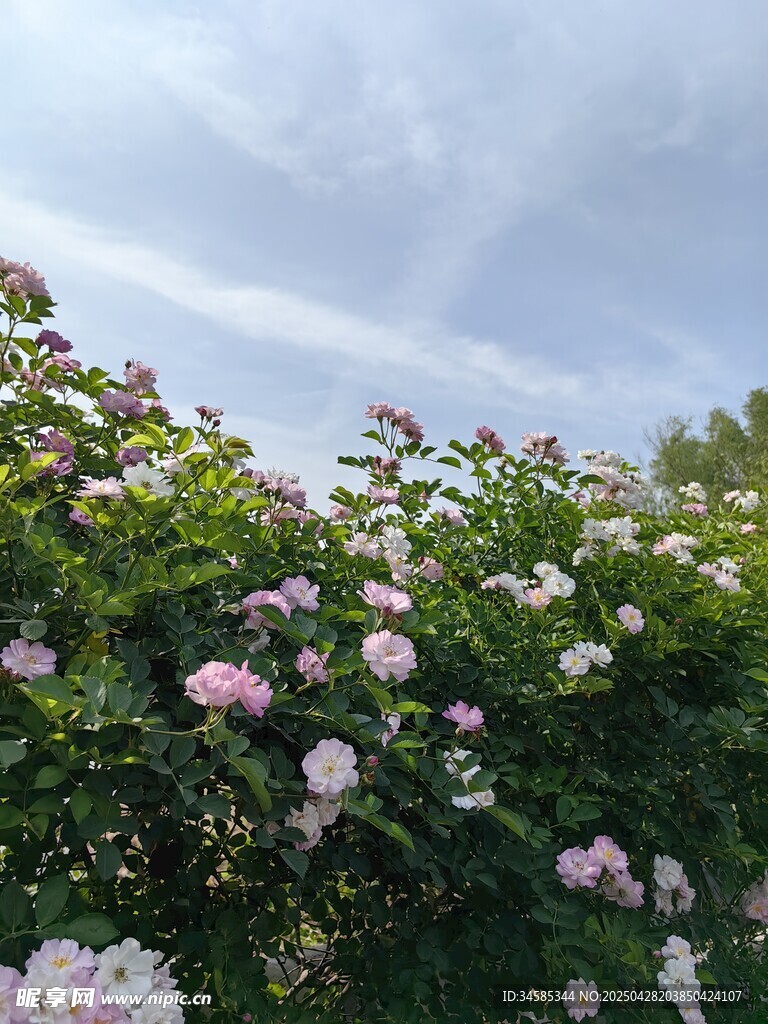 粉色花丛与蓝天白云美景