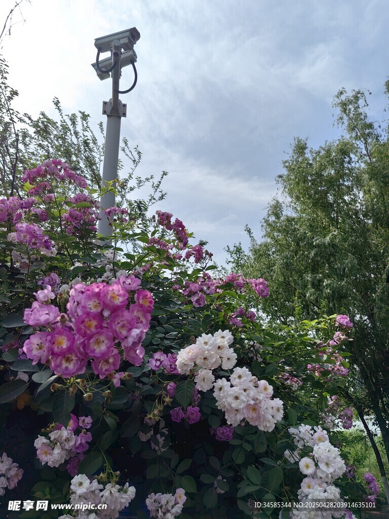 花丛中的监控设备