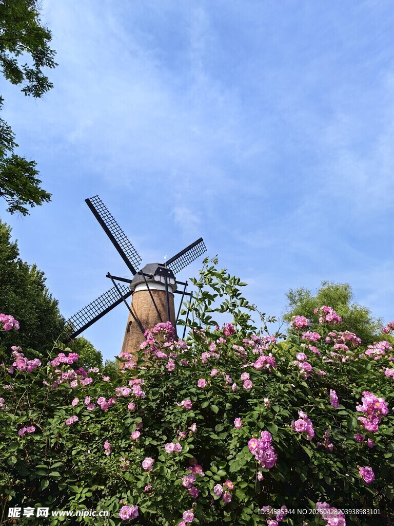 风车旁绽放的烂漫花丛