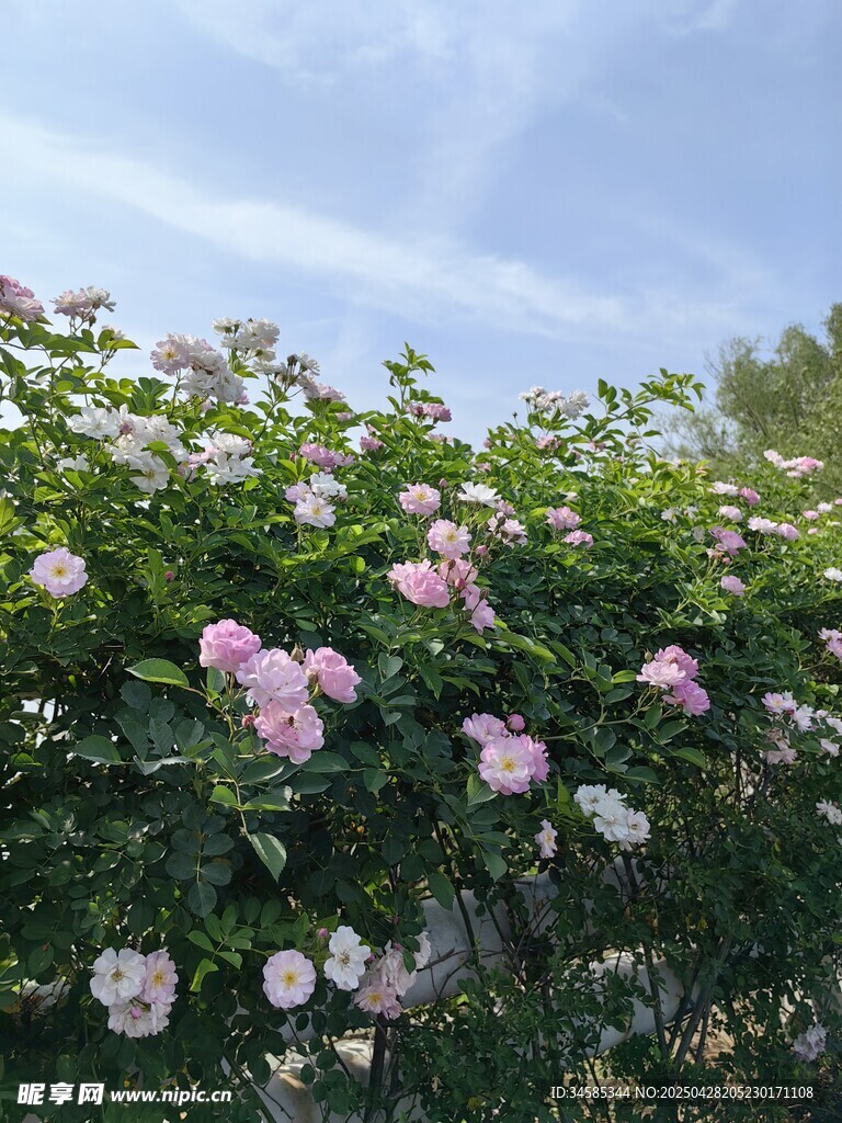 蔷薇花丛绽放美丽景致