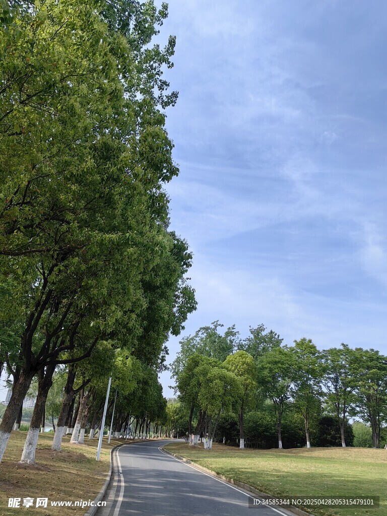 林荫小道旁的开阔绿地