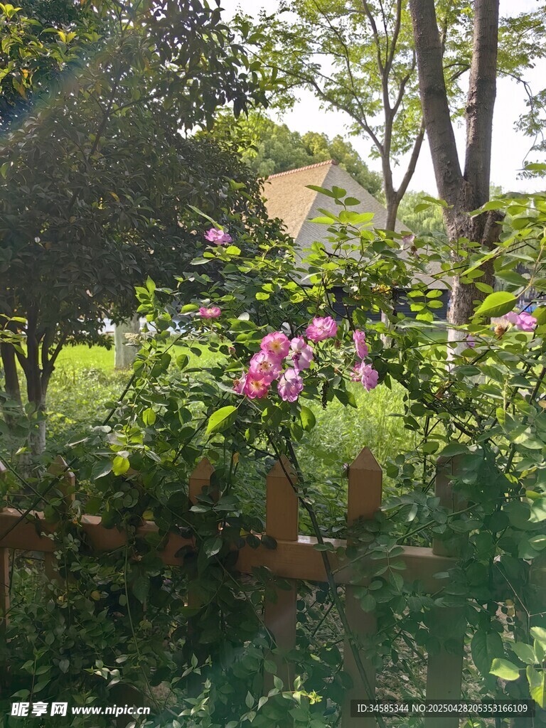 繁花绿树环绕的庭院一角
