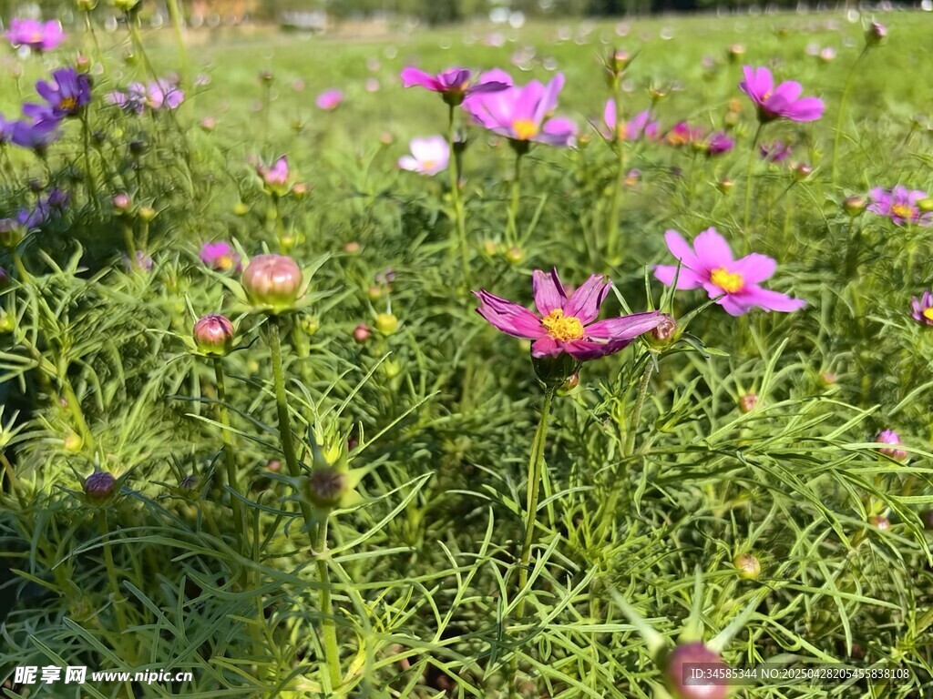 阳光下的绚烂格桑花