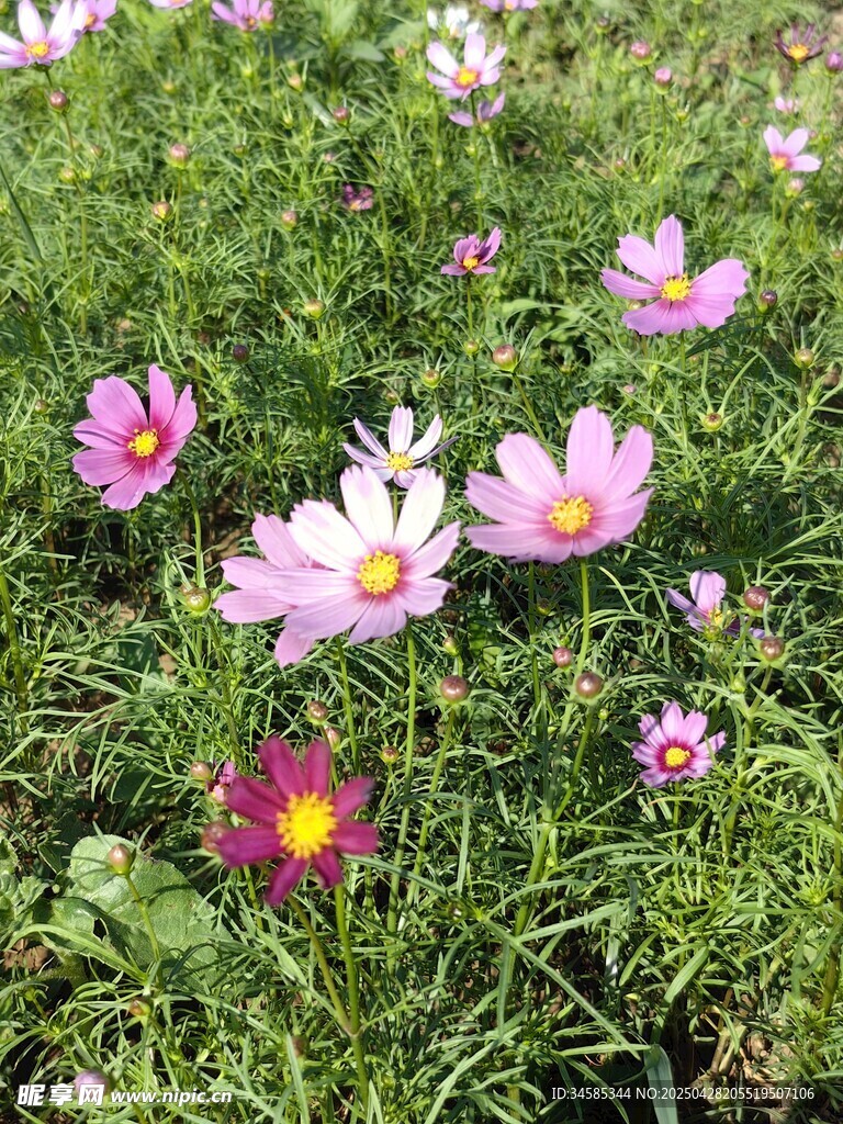 烂漫波斯菊绽放于绿野