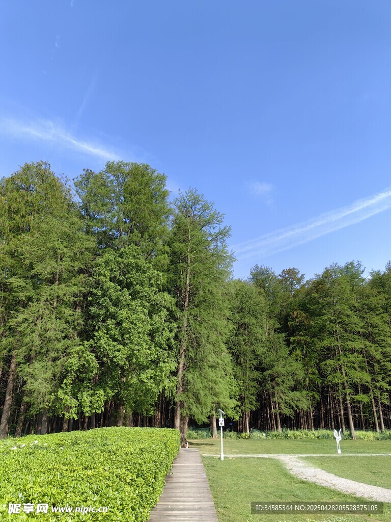 林间小径绿意盎然的景致