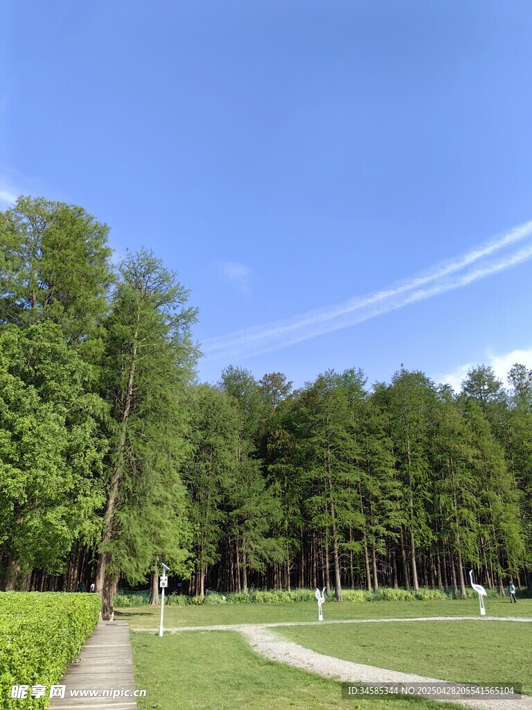 林间漫步道 清新自然景致