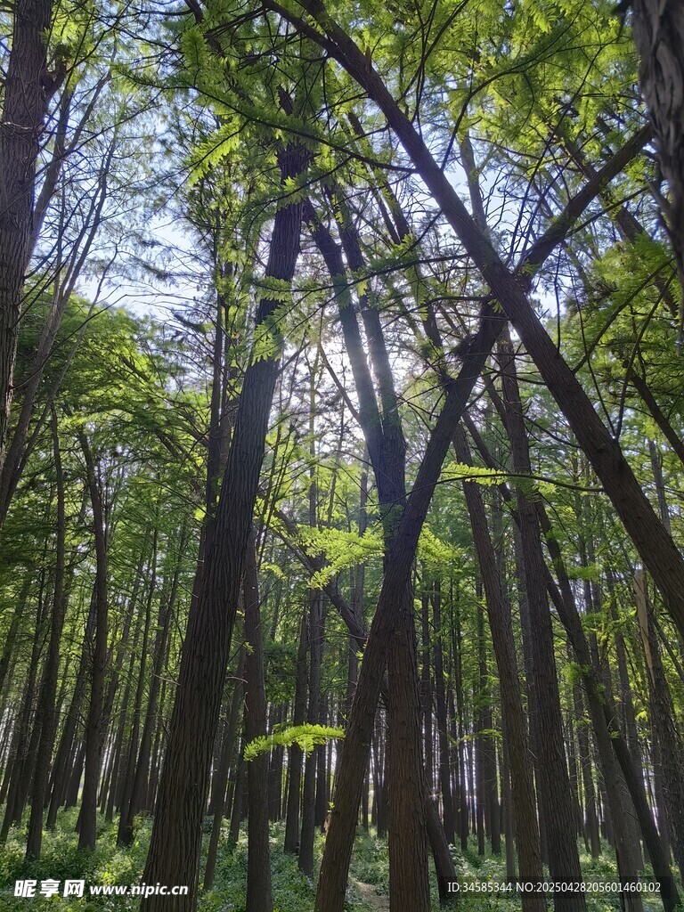 茂密森林中的挺拔树木