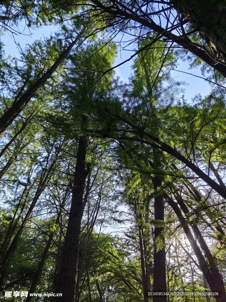 仰视茂密森林高大树木