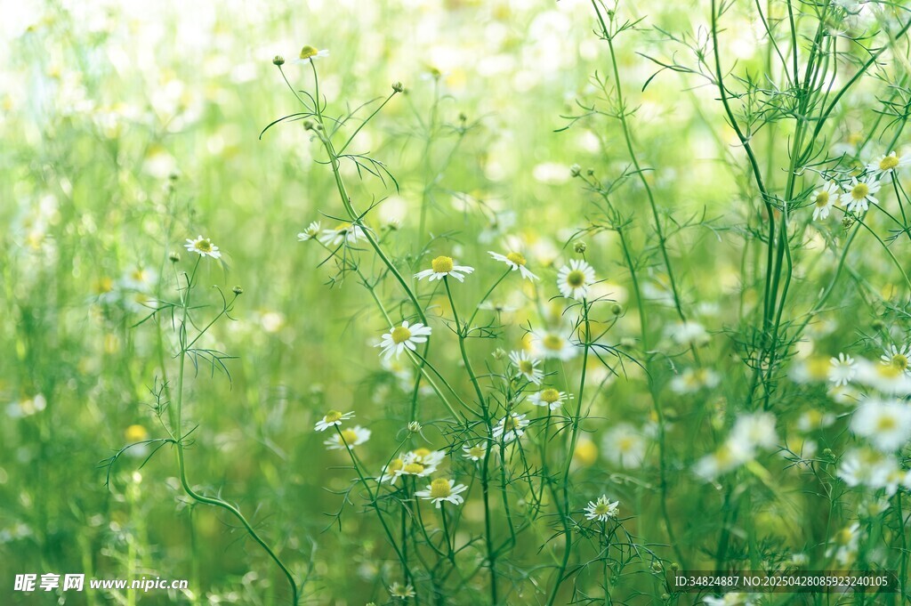 阳光下的清新绿色花草