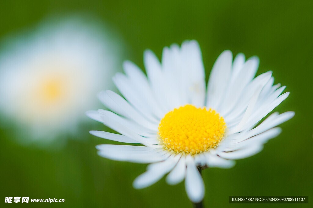 清新小白菊特写