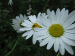 白色小雏菊
