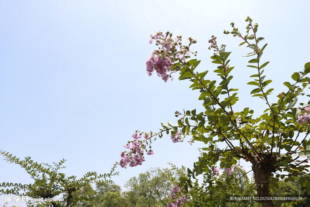 鲜花蓝天映衬下的繁茂花枝