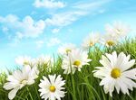 白色小雏菊