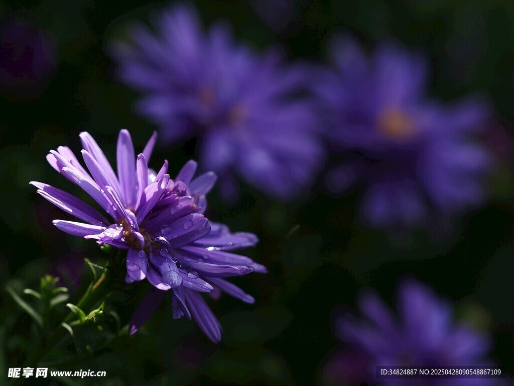 紫色秋菊绽放