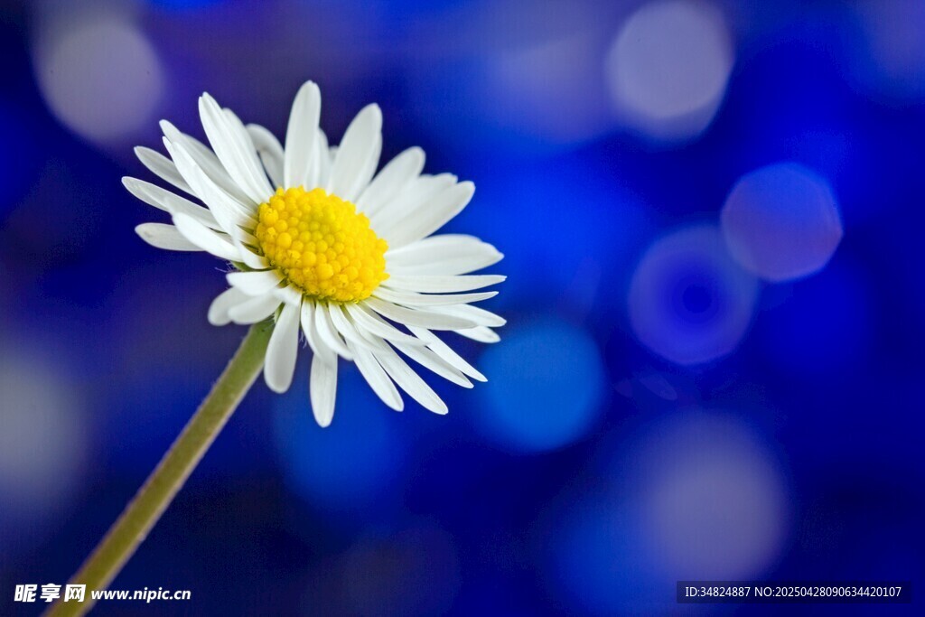 白色小雏菊