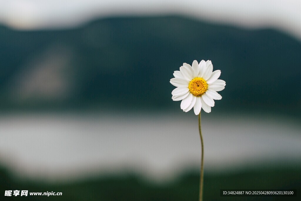 湖畔雏菊绽放