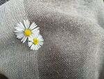 小雏菊