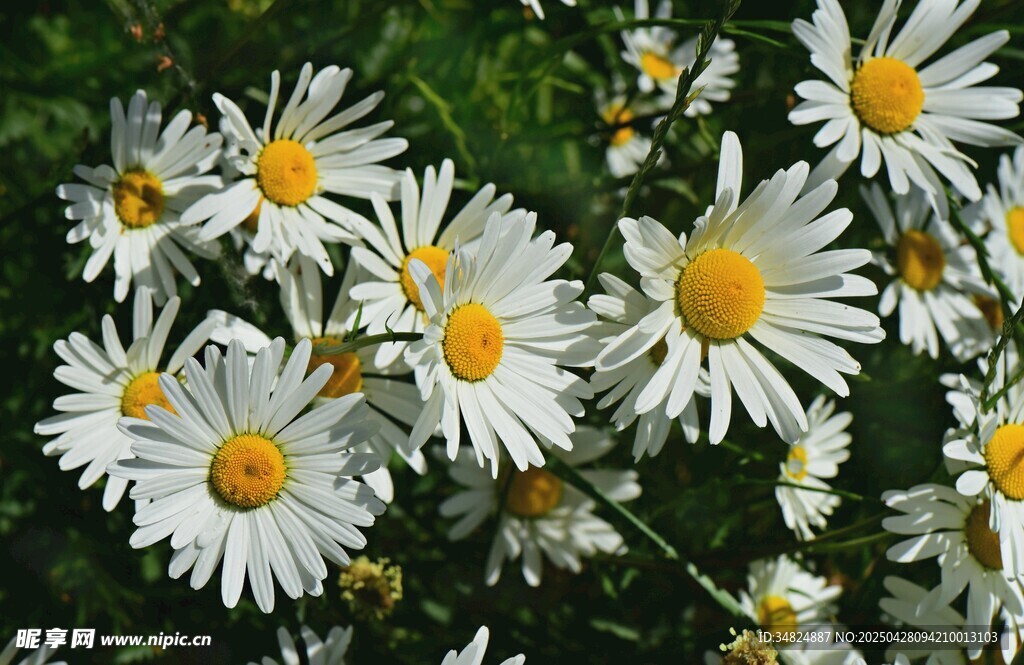 雏菊