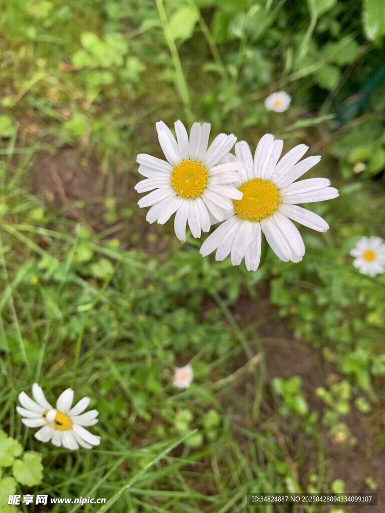 草地上的清新小白菊