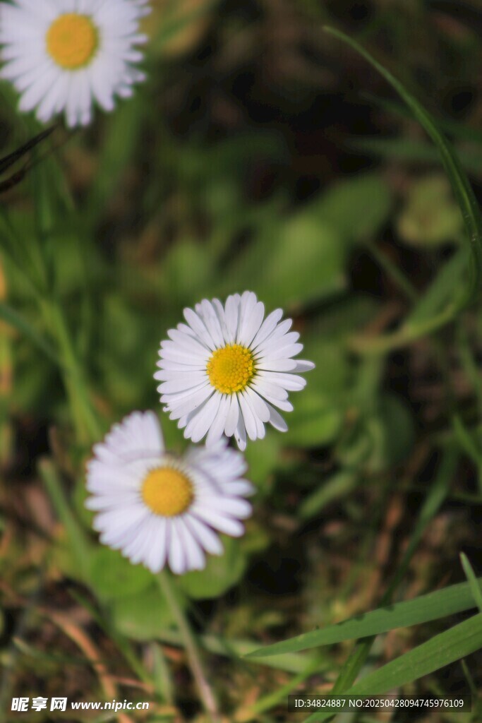 草地上的三朵小白雏菊