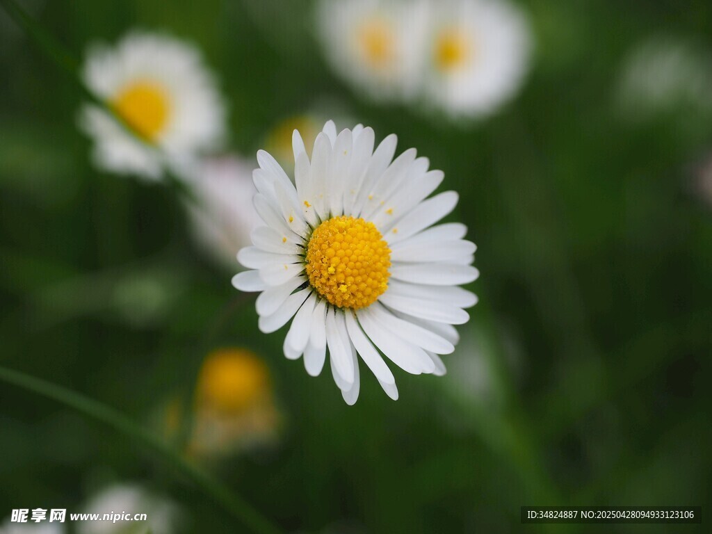 白色小雏菊