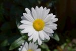 白色小雏菊