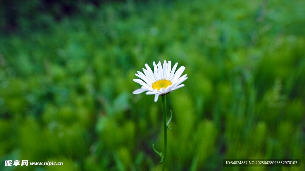 绿草间的白色小花