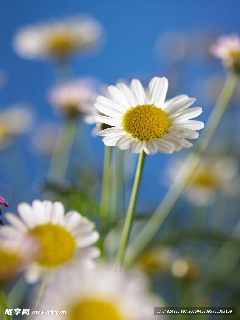 阳光下绽放的清新小雏菊