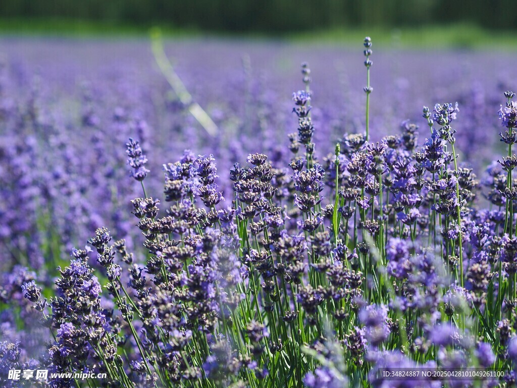 花海美景紫色薰衣草