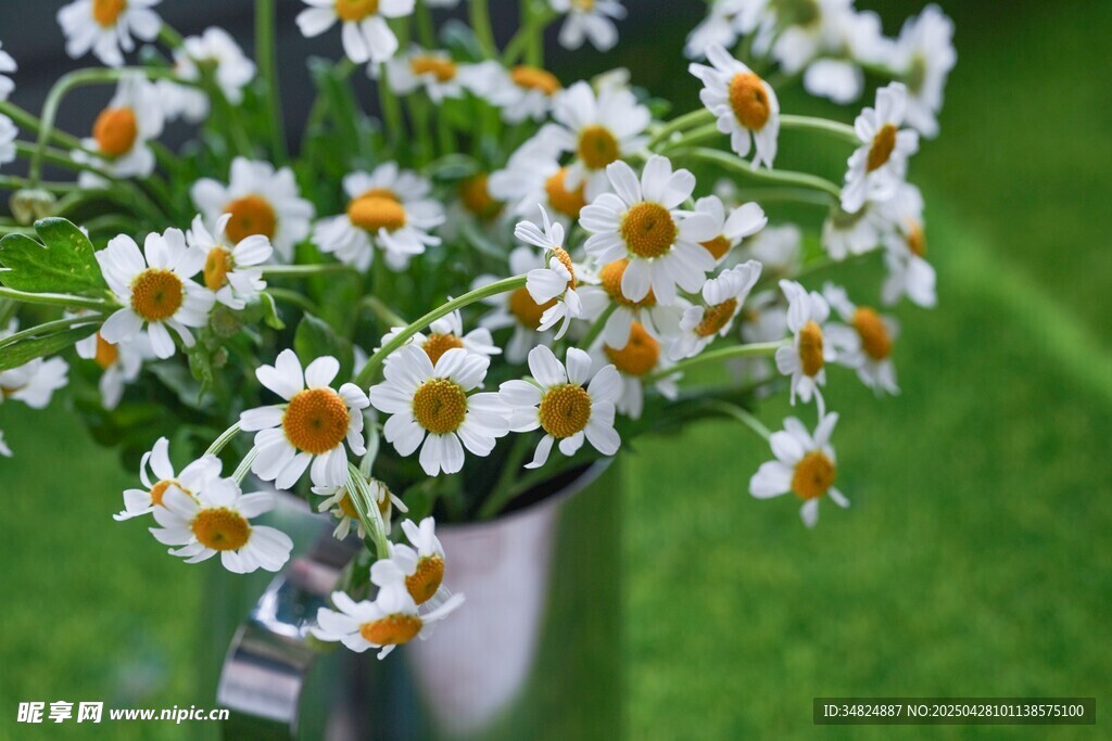 花瓶中盛放的清新小雏菊