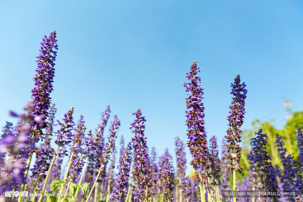 紫色薰衣草花海美景