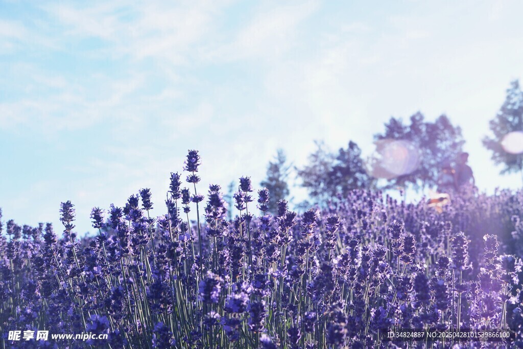 紫色薰衣草花海美景