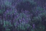 紫色薰衣草花海美景