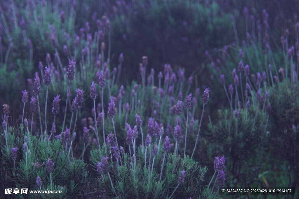 紫色薰衣草花海美景