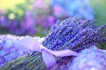紫色薰衣草花束优雅浪漫