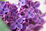 紫丁香花特写