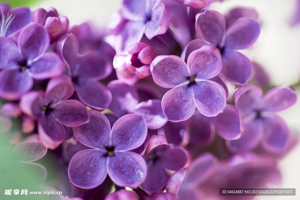 紫丁香花特写