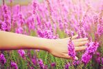 紫色薰衣草花田