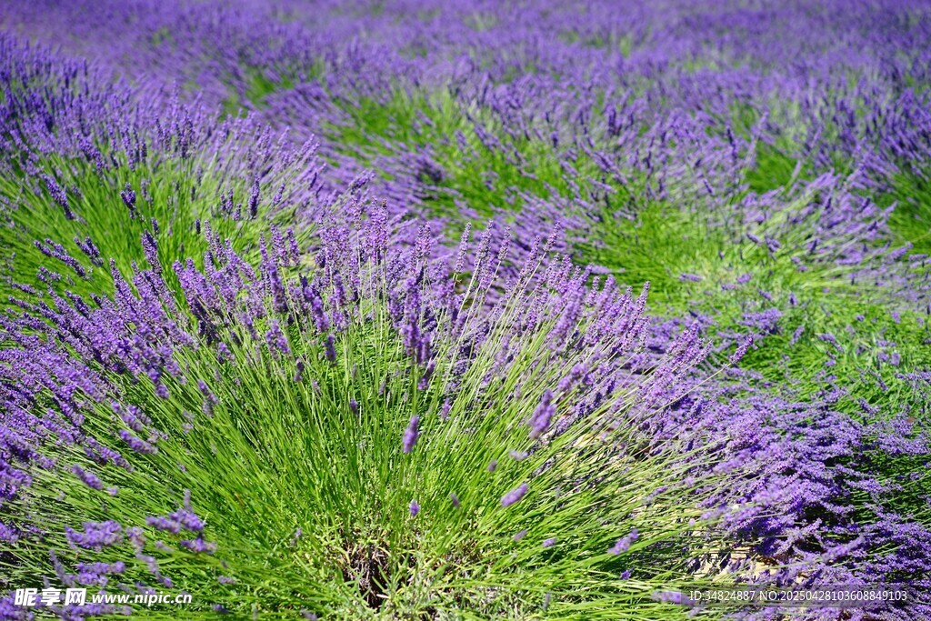 紫色薰衣草花田美景