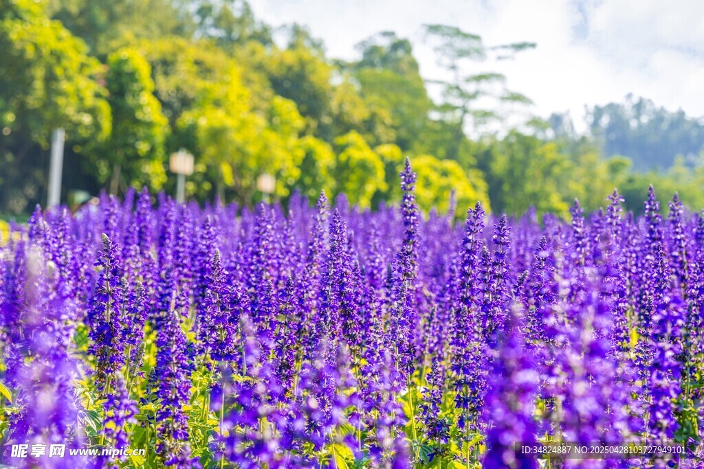 紫色花海美景