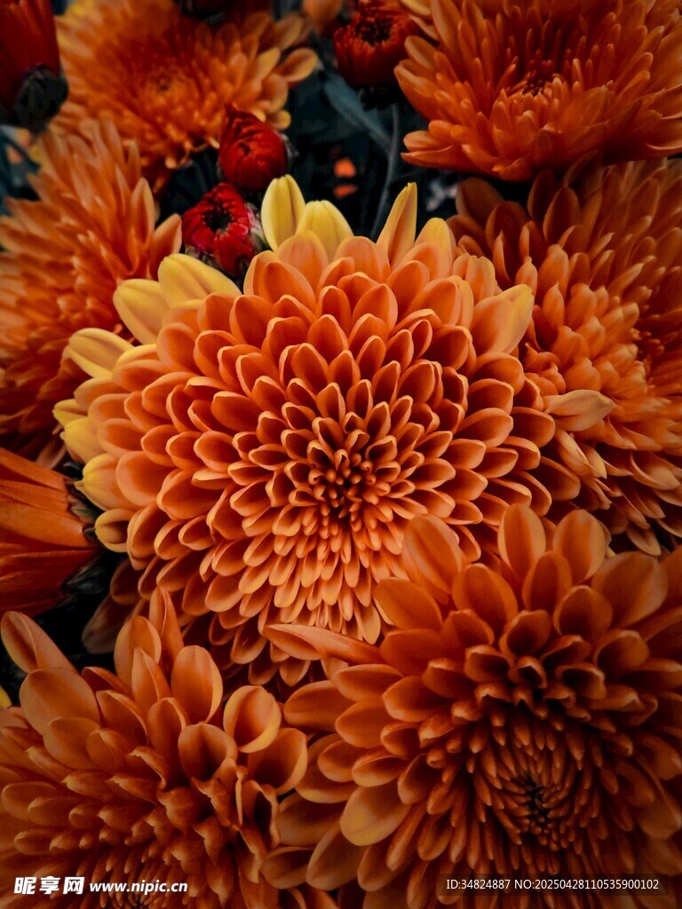 橙色菊花特写