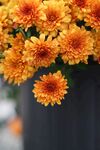 橙色菊花绽放花瓶中