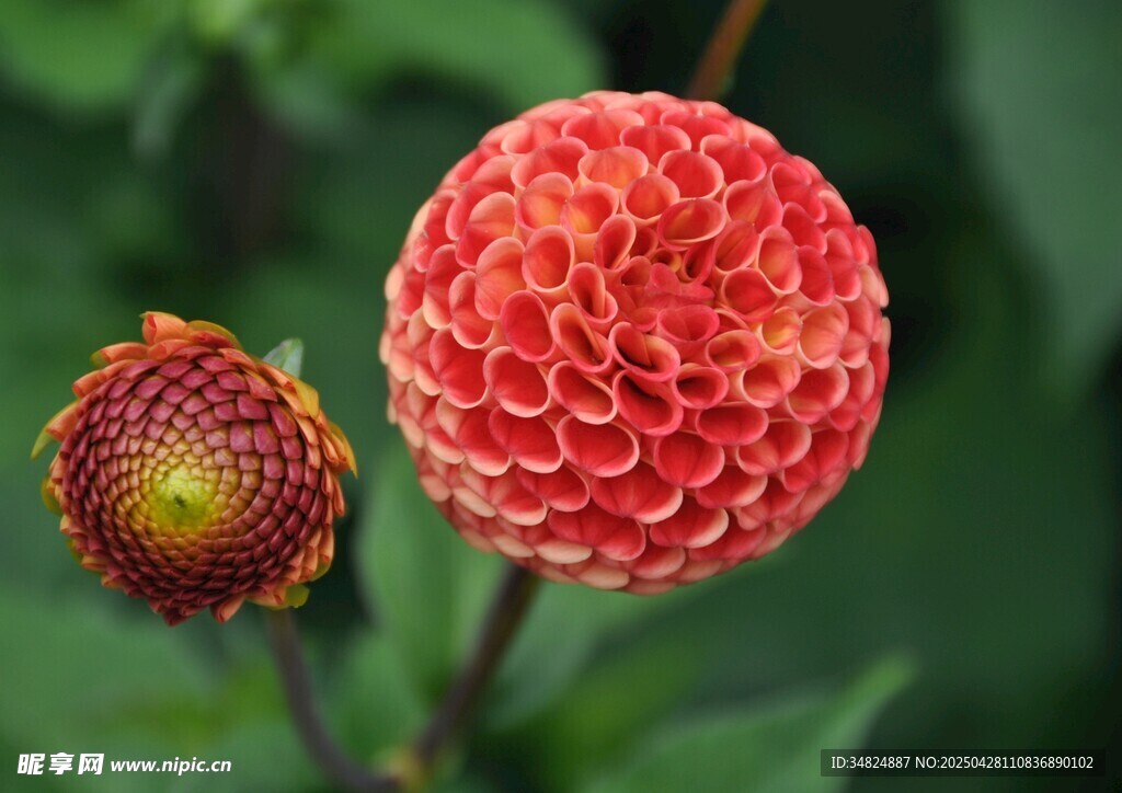 艳丽大丽花特写